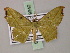  (Gnamptoloma - BC ZSM Lep 59940)  @13 [ ] CreativeCommons - Attribution Non-Commercial Share-Alike (2011) Axel Hausmann/Bavarian State Collection of Zoology (ZSM) SNSB, Zoologische Staatssammlung Muenchen