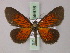  (Myrice - BC ZSM Lep 59976)  @13 [ ] CreativeCommons - Attribution Non-Commercial Share-Alike (2011) Axel Hausmann/Bavarian State Collection of Zoology (ZSM) SNSB, Zoologische Staatssammlung Muenchen