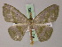  (Somatina lemairei - BC ZSM Lep 59982)  @13 [ ] CreativeCommons - Attribution Non-Commercial Share-Alike (2011) Axel Hausmann/Bavarian State Collection of Zoology (ZSM) SNSB, Zoologische Staatssammlung Muenchen