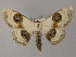  (Problepsis discophora - BC ZSM Lep 59994)  @15 [ ] CreativeCommons - Attribution Non-Commercial Share-Alike (2011) Axel Hausmann/Bavarian State Collection of Zoology (ZSM) SNSB, Zoologische Staatssammlung Muenchen