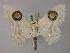  (Problepsis plenorbis - BC ZSM Lep 59995)  @14 [ ] CreativeCommons - Attribution Non-Commercial Share-Alike (2011) Axel Hausmann/Bavarian State Collection of Zoology (ZSM) SNSB, Zoologische Staatssammlung Muenchen