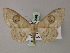  (Problepsis asira pallida - BC ZSM Lep 59996)  @14 [ ] CreativeCommons - Attribution Non-Commercial Share-Alike (2011) Axel Hausmann/Bavarian State Collection of Zoology (ZSM) SNSB, Zoologische Staatssammlung Muenchen