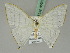  ( - BC ZSM Lep 45369)  @13 [ ] CreativeCommons - Attribution Non-Commercial Share-Alike (2011) Axel Hausmann/Bavarian State Collection of Zoology (ZSM) SNSB, Zoologische Staatssammlung Muenchen