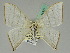  ( - BC ZSM Lep 45371)  @13 [ ] CreativeCommons - Attribution Non-Commercial Share-Alike (2011) Axel Hausmann/Bavarian State Collection of Zoology (ZSM) SNSB, Zoologische Staatssammlung Muenchen