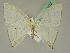  ( - BC ZSM Lep 45372)  @13 [ ] CreativeCommons - Attribution Non-Commercial Share-Alike (2011) Axel Hausmann/Bavarian State Collection of Zoology (ZSM) SNSB, Zoologische Staatssammlung Muenchen