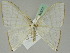  (Ditrigona - BC ZSM Lep 45373)  @14 [ ] CreativeCommons - Attribution Non-Commercial Share-Alike (2011) Axel Hausmann/Bavarian State Collection of Zoology (ZSM) SNSB, Zoologische Staatssammlung Muenchen