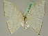  ( - BC ZSM Lep 45374)  @11 [ ] CreativeCommons - Attribution Non-Commercial Share-Alike (2011) Axel Hausmann/Bavarian State Collection of Zoology (ZSM) SNSB, Zoologische Staatssammlung Muenchen