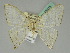  ( - BC ZSM Lep 45375)  @11 [ ] CreativeCommons - Attribution Non-Commercial Share-Alike (2011) Axel Hausmann/Bavarian State Collection of Zoology (ZSM) SNSB, Zoologische Staatssammlung Muenchen