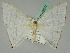  ( - BC ZSM Lep 45377)  @11 [ ] CreativeCommons - Attribution Non-Commercial Share-Alike (2011) Axel Hausmann/Bavarian State Collection of Zoology (ZSM) SNSB, Zoologische Staatssammlung Muenchen