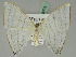  ( - BC ZSM Lep 45378)  @13 [ ] CreativeCommons - Attribution Non-Commercial Share-Alike (2011) Axel Hausmann/Bavarian State Collection of Zoology (ZSM) SNSB, Zoologische Staatssammlung Muenchen