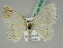  ( - BC ZSM Lep 45401)  @11 [ ] CreativeCommons - Attribution Non-Commercial Share-Alike (2011) Axel Hausmann/Bavarian State Collection of Zoology (ZSM) SNSB, Zoologische Staatssammlung Muenchen