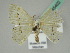  ( - BC ZSM Lep 45402)  @11 [ ] CreativeCommons - Attribution Non-Commercial Share-Alike (2011) Axel Hausmann/Bavarian State Collection of Zoology (ZSM) SNSB, Zoologische Staatssammlung Muenchen