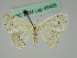  ( - BC ZSM Lep 45405)  @11 [ ] CreativeCommons - Attribution Non-Commercial Share-Alike (2011) Axel Hausmann/Bavarian State Collection of Zoology (ZSM) SNSB, Zoologische Staatssammlung Muenchen
