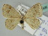  (Teldenia obsoleta - BC ZSM Lep 45406)  @14 [ ] CreativeCommons - Attribution Non-Commercial Share-Alike (2011) Axel Hausmann/Bavarian State Collection of Zoology (ZSM) SNSB, Zoologische Staatssammlung Muenchen