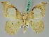  (Macrauzata - BC ZSM Lep 45415)  @15 [ ] CreativeCommons - Attribution Non-Commercial Share-Alike (2011) Axel Hausmann/Bavarian State Collection of Zoology (ZSM) SNSB, Zoologische Staatssammlung Muenchen