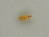  (Idaea obsoletaria lilaceola - BC ZSM Lep 45890)  @11 [ ] CreativeCommons - Attribution Non-Commercial Share-Alike (2011) Axel Hausmann/Bavarian State Collection of Zoology (ZSM) SNSB, Zoologische Staatssammlung Muenchen