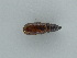  ( - BC ZSM Lep 45920)  @11 [ ] CreativeCommons - Attribution Non-Commercial Share-Alike (2011) Axel Hausmann/Bavarian State Collection of Zoology (ZSM) SNSB, Zoologische Staatssammlung Muenchen