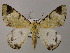  (Pachyodes pictaria - BC ZSM Lep 47848)  @14 [ ] CreativeCommons - Attribution Non-Commercial Share-Alike (2011) Axel Hausmann/Bavarian State Collection of Zoology (ZSM) SNSB, Zoologische Staatssammlung Muenchen