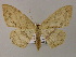  ( - BC ZSM Lep 47857)  @13 [ ] CreativeCommons - Attribution Non-Commercial Share-Alike (2011) Axel Hausmann/Bavarian State Collection of Zoology (ZSM) SNSB, Zoologische Staatssammlung Muenchen