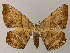  ( - BC ZSM Lep 47861)  @14 [ ] CreativeCommons - Attribution Non-Commercial Share-Alike (2011) Axel Hausmann/Bavarian State Collection of Zoology (ZSM) SNSB, Zoologische Staatssammlung Muenchen