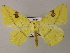  ( - BC ZSM Lep 47873)  @14 [ ] CreativeCommons - Attribution Non-Commercial Share-Alike (2011) Axel Hausmann/Bavarian State Collection of Zoology (ZSM) SNSB, Zoologische Staatssammlung Muenchen
