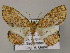 ( - BC ZSM Lep 47903)  @13 [ ] CreativeCommons - Attribution Non-Commercial Share-Alike (2011) Axel Hausmann/Bavarian State Collection of Zoology (ZSM) SNSB, Zoologische Staatssammlung Muenchen
