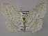 (Scopula AH01Ne - BC ZSM Lep 47907)  @13 [ ] CreativeCommons - Attribution Non-Commercial Share-Alike (2011) Axel Hausmann/Bavarian State Collection of Zoology (ZSM) SNSB, Zoologische Staatssammlung Muenchen
