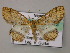  ( - BC ZSM Lep 47913)  @12 [ ] CreativeCommons - Attribution Non-Commercial Share-Alike (2011) Axel Hausmann/Bavarian State Collection of Zoology (ZSM) SNSB, Zoologische Staatssammlung Muenchen