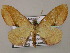  (Plagodis AH01Ne - BC ZSM Lep 47919)  @13 [ ] CreativeCommons - Attribution Non-Commercial Share-Alike (2011) Axel Hausmann/Bavarian State Collection of Zoology (ZSM) SNSB, Zoologische Staatssammlung Muenchen