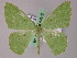  ( - BC ZSM Lep 47932)  @12 [ ] CreativeCommons - Attribution Non-Commercial Share-Alike (2011) Axel Hausmann/Bavarian State Collection of Zoology (ZSM) SNSB, Zoologische Staatssammlung Muenchen