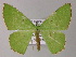  ( - BC ZSM Lep 47951)  @13 [ ] CreativeCommons - Attribution Non-Commercial Share-Alike (2011) Axel Hausmann/Bavarian State Collection of Zoology (ZSM) SNSB, Zoologische Staatssammlung Muenchen
