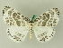  ( - BC ZSM Lep 47956)  @14 [ ] CreativeCommons - Attribution Non-Commercial Share-Alike (2011) Axel Hausmann/Bavarian State Collection of Zoology (ZSM) SNSB, Zoologische Staatssammlung Muenchen