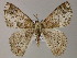  (Pachyodes AH02La - BC ZSM Lep 47985)  @14 [ ] CreativeCommons - Attribution Non-Commercial Share-Alike (2011) Axel Hausmann/Bavarian State Collection of Zoology (ZSM) SNSB, Zoologische Staatssammlung Muenchen
