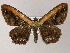  ( - BC ZSM Lep 47994)  @13 [ ] CreativeCommons - Attribution Non-Commercial Share-Alike (2011) Axel Hausmann/Bavarian State Collection of Zoology (ZSM) SNSB, Zoologische Staatssammlung Muenchen