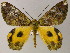  ( - BC ZSM Lep 48003)  @14 [ ] CreativeCommons - Attribution Non-Commercial Share-Alike (2011) Axel Hausmann/Bavarian State Collection of Zoology (ZSM) SNSB, Zoologische Staatssammlung Muenchen