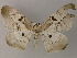  ( - BC ZSM Lep 48013)  @13 [ ] CreativeCommons - Attribution Non-Commercial Share-Alike (2011) Axel Hausmann/Bavarian State Collection of Zoology (ZSM) SNSB, Zoologische Staatssammlung Muenchen