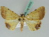  ( - BC ZSM Lep 50504)  @13 [ ] CreativeCommons - Attribution Non-Commercial Share-Alike (2011) Axel Hausmann/Bavarian State Collection of Zoology (ZSM) SNSB, Zoologische Staatssammlung Muenchen