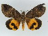  ( - BC ZSM Lep 50512)  @14 [ ] CreativeCommons - Attribution Non-Commercial Share-Alike (2011) Axel Hausmann/Bavarian State Collection of Zoology (ZSM) SNSB, Zoologische Staatssammlung Muenchen
