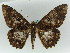  ( - BC ZSM Lep 50526)  @13 [ ] CreativeCommons - Attribution Non-Commercial Share-Alike (2011) Axel Hausmann/Bavarian State Collection of Zoology (ZSM) SNSB, Zoologische Staatssammlung Muenchen