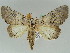  ( - BC ZSM Lep 50548)  @11 [ ] CreativeCommons - Attribution Non-Commercial Share-Alike (2011) Axel Hausmann/Bavarian State Collection of Zoology (ZSM) SNSB, Zoologische Staatssammlung Muenchen