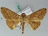  ( - BC ZSM Lep 50555)  @15 [ ] CreativeCommons - Attribution Non-Commercial Share-Alike (2011) Axel Hausmann/Bavarian State Collection of Zoology (ZSM) SNSB, Zoologische Staatssammlung Muenchen