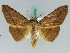  ( - BC ZSM Lep 50556)  @11 [ ] CreativeCommons - Attribution Non-Commercial Share-Alike (2011) Axel Hausmann/Bavarian State Collection of Zoology (ZSM) SNSB, Zoologische Staatssammlung Muenchen