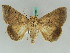  ( - BC ZSM Lep 50558)  @14 [ ] CreativeCommons - Attribution Non-Commercial Share-Alike (2011) Axel Hausmann/Bavarian State Collection of Zoology (ZSM) SNSB, Zoologische Staatssammlung Muenchen