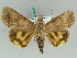  ( - BC ZSM Lep 50560)  @11 [ ] CreativeCommons - Attribution Non-Commercial Share-Alike (2011) Axel Hausmann/Bavarian State Collection of Zoology (ZSM) SNSB, Zoologische Staatssammlung Muenchen