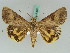  ( - BC ZSM Lep 50561)  @11 [ ] CreativeCommons - Attribution Non-Commercial Share-Alike (2011) Axel Hausmann/Bavarian State Collection of Zoology (ZSM) SNSB, Zoologische Staatssammlung Muenchen