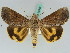  (Hypocala andremona - BC ZSM Lep 50562)  @14 [ ] CreativeCommons - Attribution Non-Commercial Share-Alike (2011) Axel Hausmann/Bavarian State Collection of Zoology (ZSM) SNSB, Zoologische Staatssammlung Muenchen