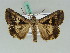  (Forsebia bisinuata - BC ZSM Lep 50566)  @13 [ ] CreativeCommons - Attribution Non-Commercial Share-Alike (2011) Axel Hausmann/Bavarian State Collection of Zoology (ZSM) SNSB, Zoologische Staatssammlung Muenchen