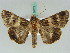  ( - BC ZSM Lep 50572)  @14 [ ] CreativeCommons - Attribution Non-Commercial Share-Alike (2011) Axel Hausmann/Bavarian State Collection of Zoology (ZSM) SNSB, Zoologische Staatssammlung Muenchen