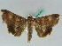  ( - BC ZSM Lep 50573)  @14 [ ] CreativeCommons - Attribution Non-Commercial Share-Alike (2011) Axel Hausmann/Bavarian State Collection of Zoology (ZSM) SNSB, Zoologische Staatssammlung Muenchen