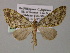  ( - BC ZSM Lep 55248)  @11 [ ] CreativeCommons - Attribution Non-Commercial Share-Alike (2011) Axel Hausmann/Bavarian State Collection of Zoology (ZSM) SNSB, Zoologische Staatssammlung Muenchen